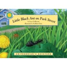 Little Black Ant on Park Street